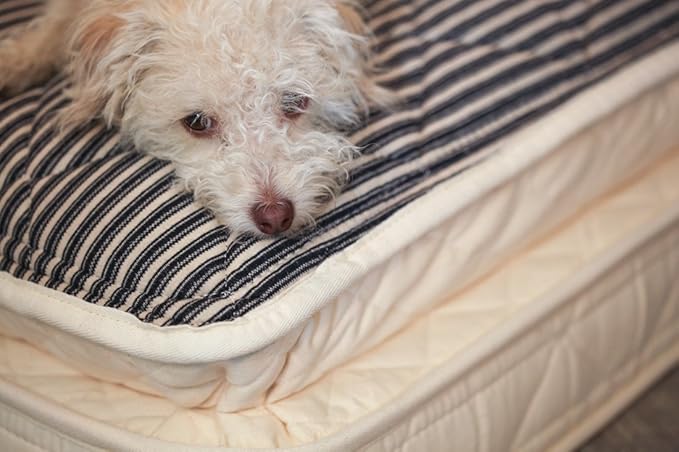Image of dog laying on organic pet bed - extra large