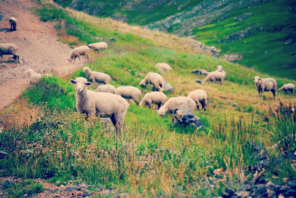 sheep-in-a-pasture.jpg__PID:de546c44-3064-4bb1-aa17-d8582cf392cf